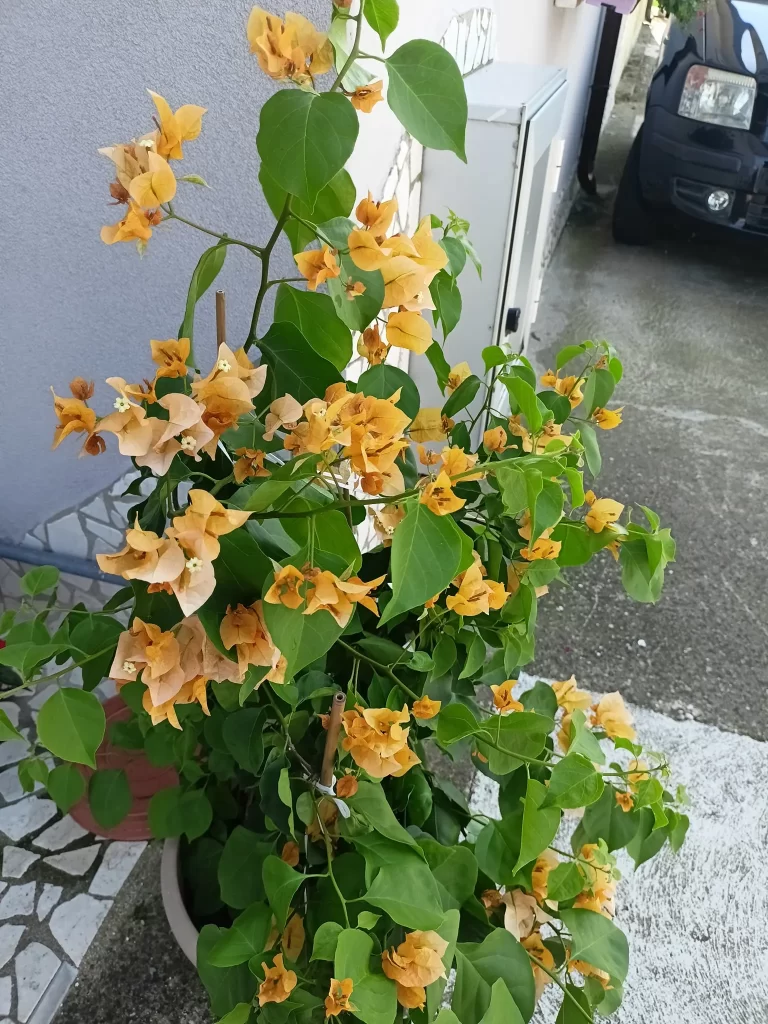 Bougainvillea