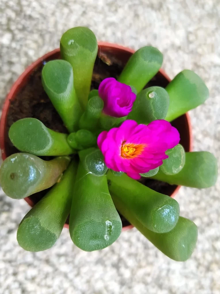 Baby Toes plant