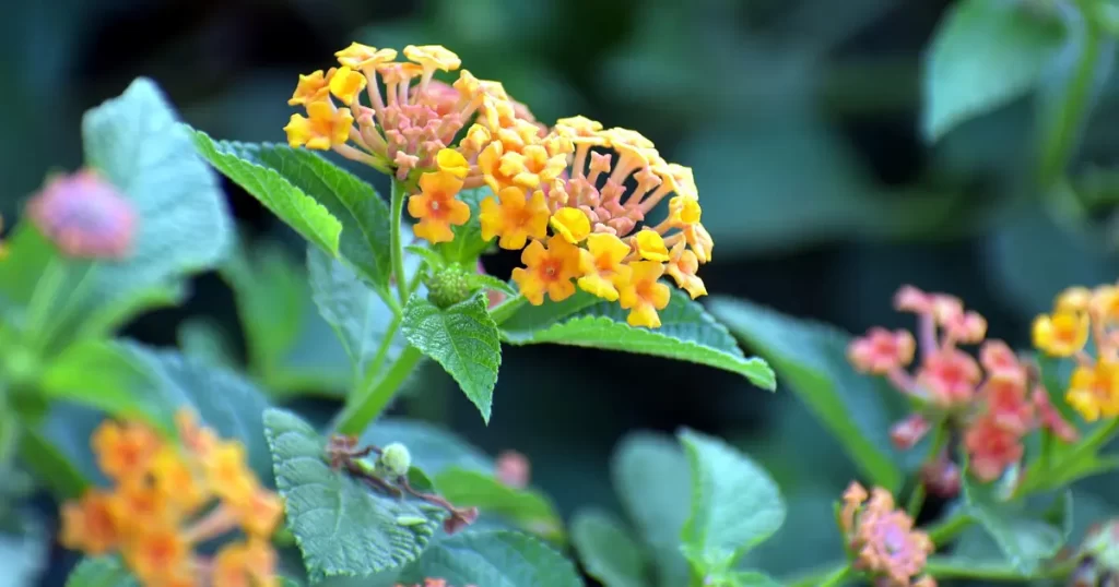 Mosquito Repellent Plants