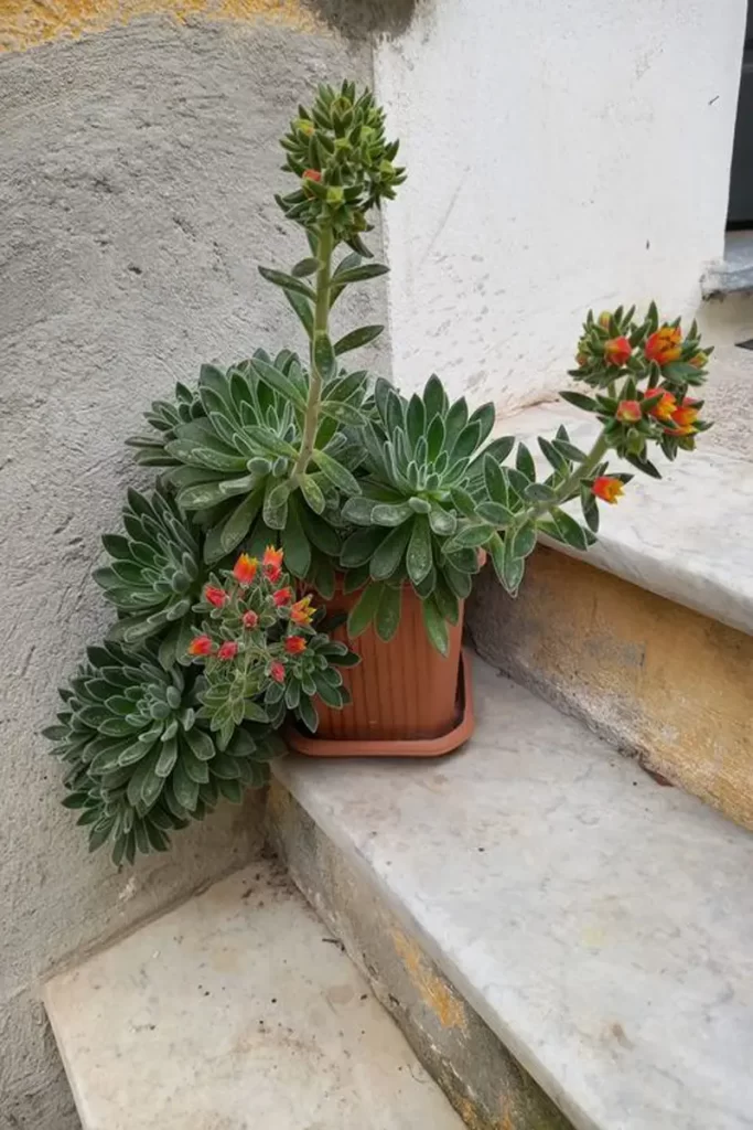 Echeveria