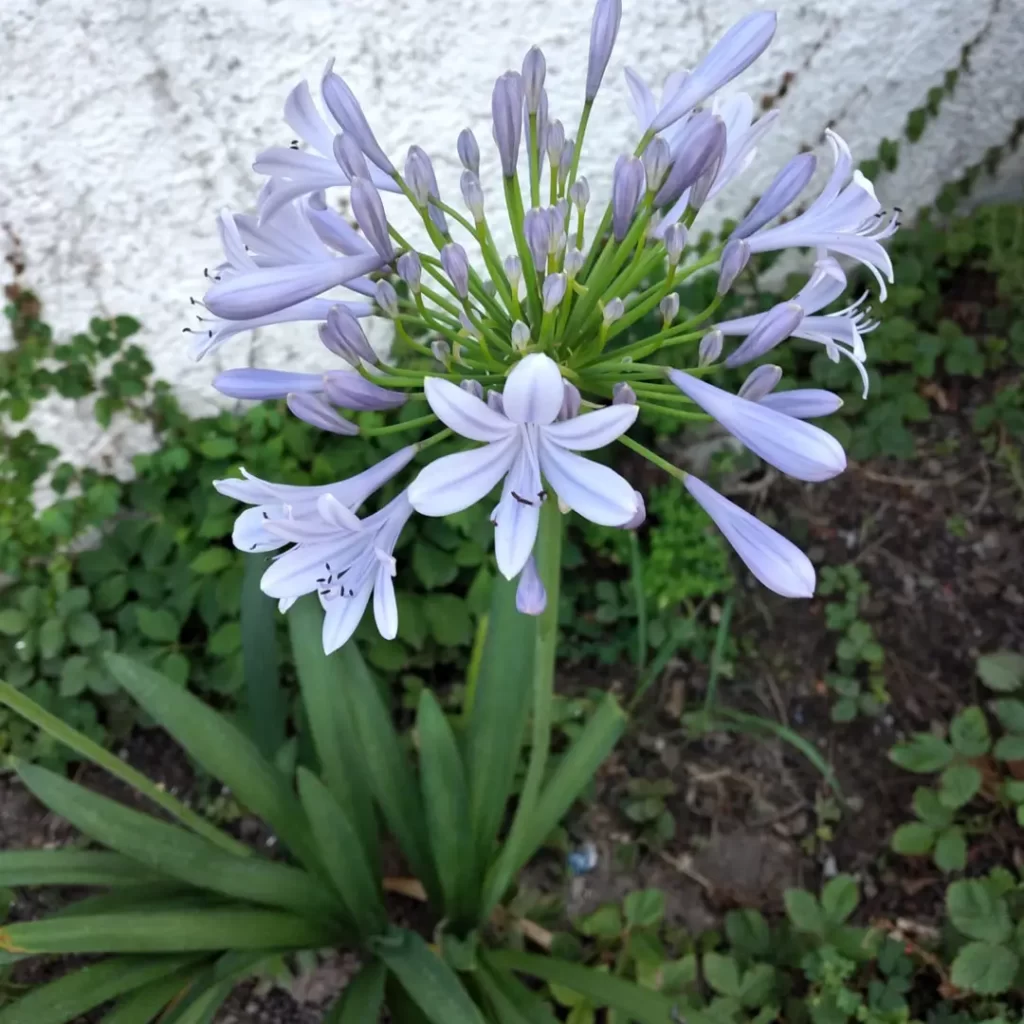 Agapanthus