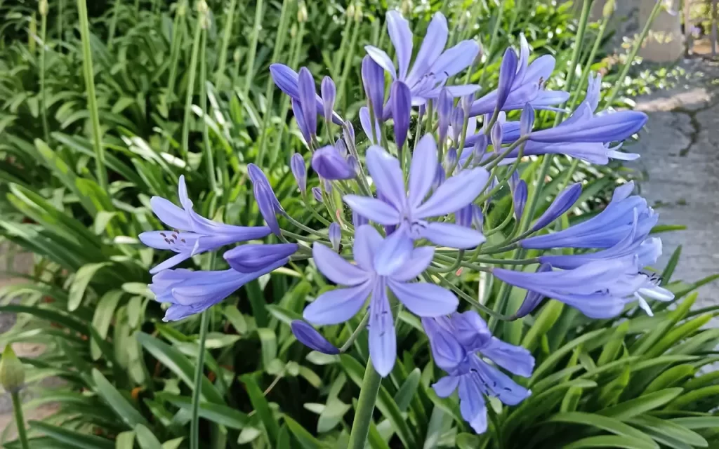 Agapanthus