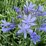 Agapanthus