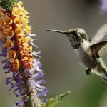 Hummingbirds