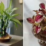 Best Indoor Plants