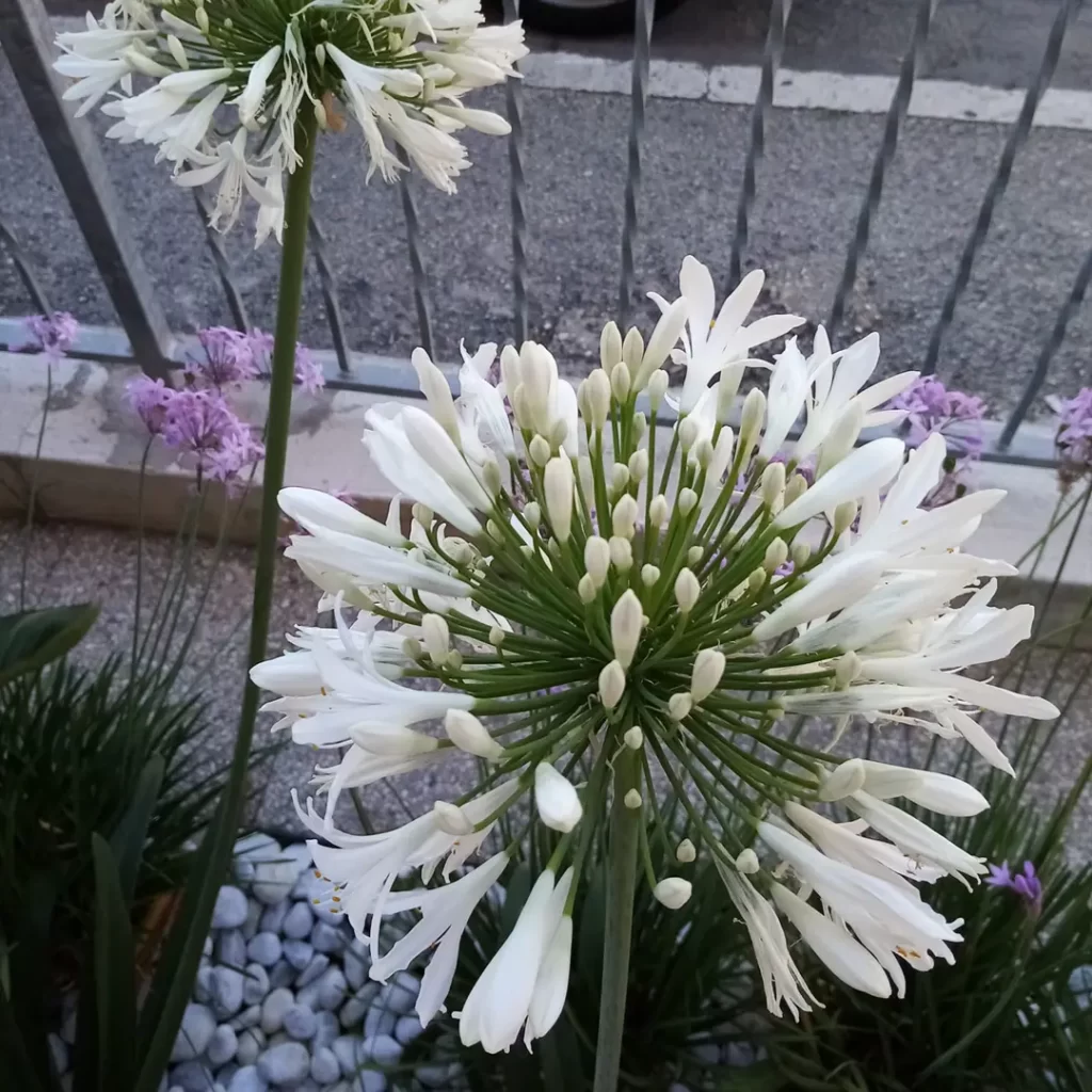 Agapanthus