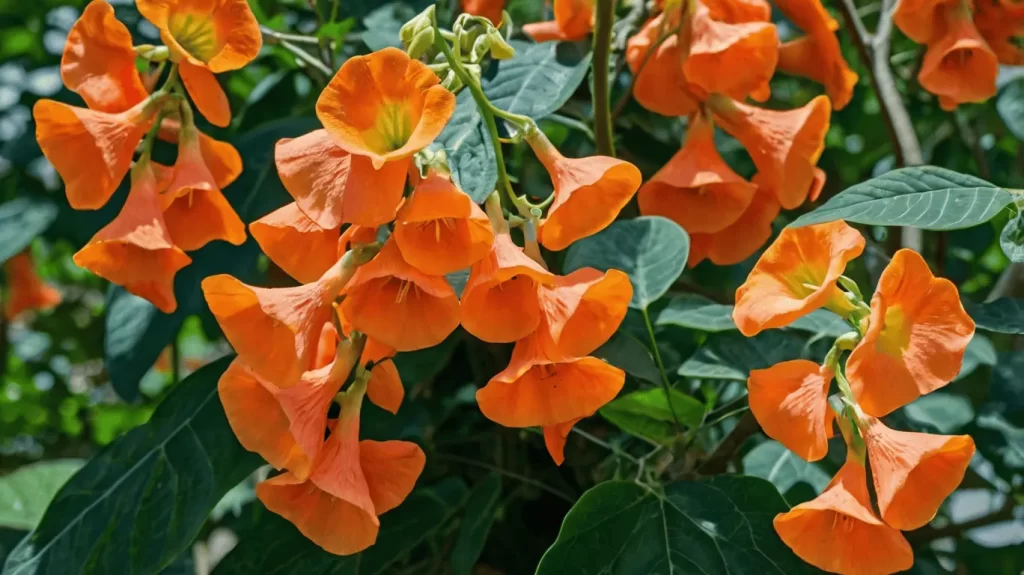 Trumpet Vine