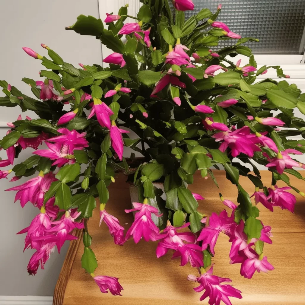 Christmas Cactus